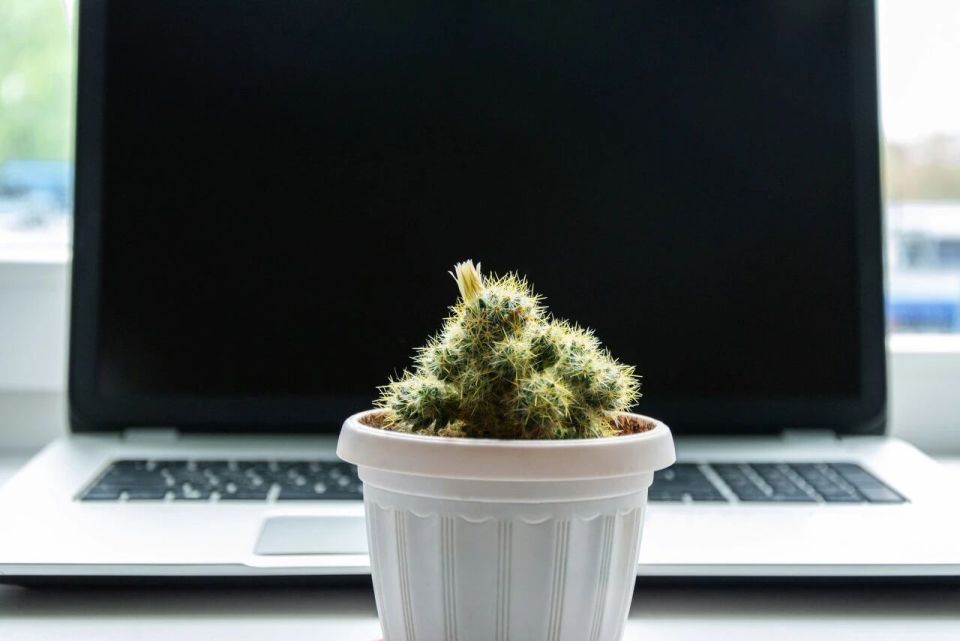  电脑旁摆仙人掌；防辐射效果究竟存不存在。 IT技术 电脑旁摆仙人掌；防辐射效果究竟存不存在。 IT技术