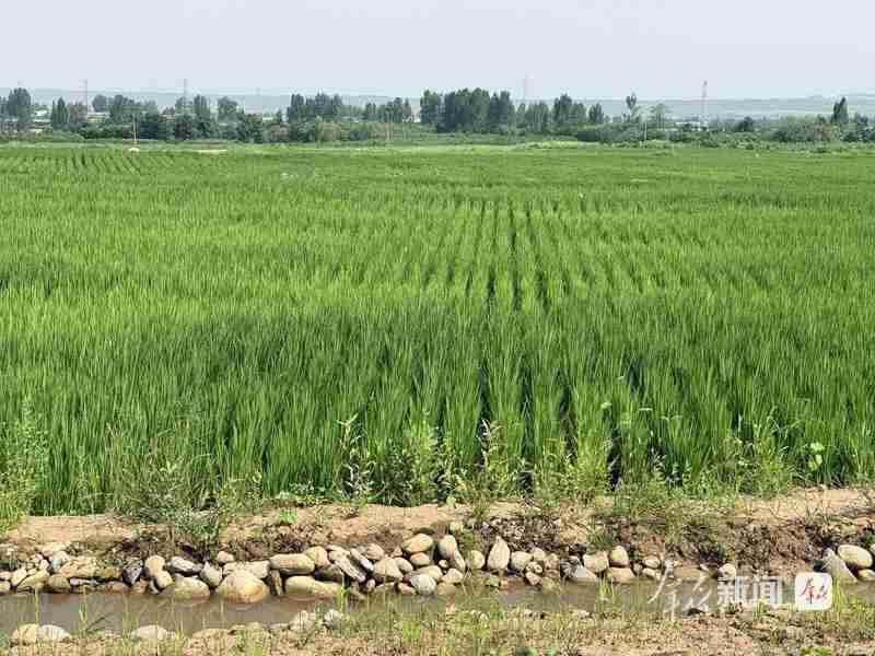野鸭白鹭重现湿地;秦岭山前修复工程展现生态新貌。 文化旅游
