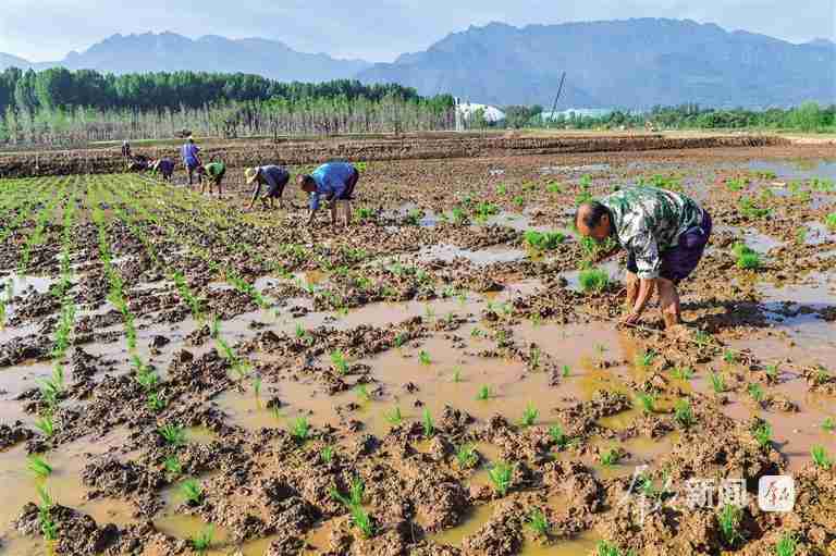 野鸭白鹭重现湿地;秦岭山前修复工程展现生态新貌。 文化旅游