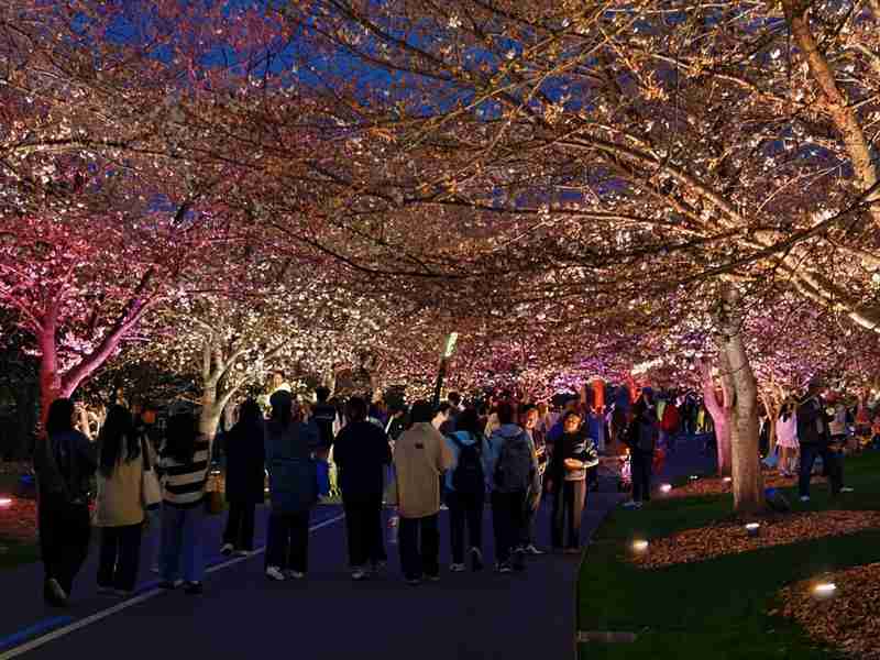 浪漫为何需要仪式感?解析夜樱经济背后的心理共鸣 文化旅游