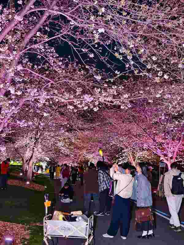 浪漫为何需要仪式感?解析夜樱经济背后的心理共鸣 文化旅游