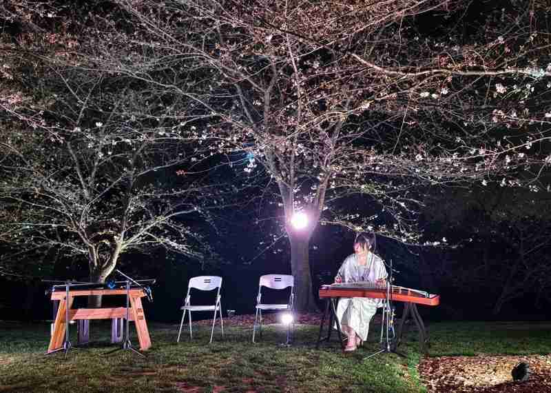 浪漫为何需要仪式感?解析夜樱经济背后的心理共鸣 文化旅游