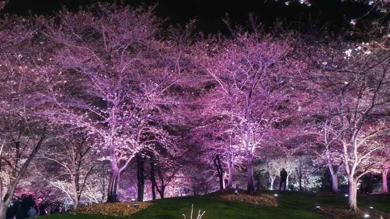 浪漫为何需要仪式感?解析夜樱经济背后的心理共鸣 文化旅游