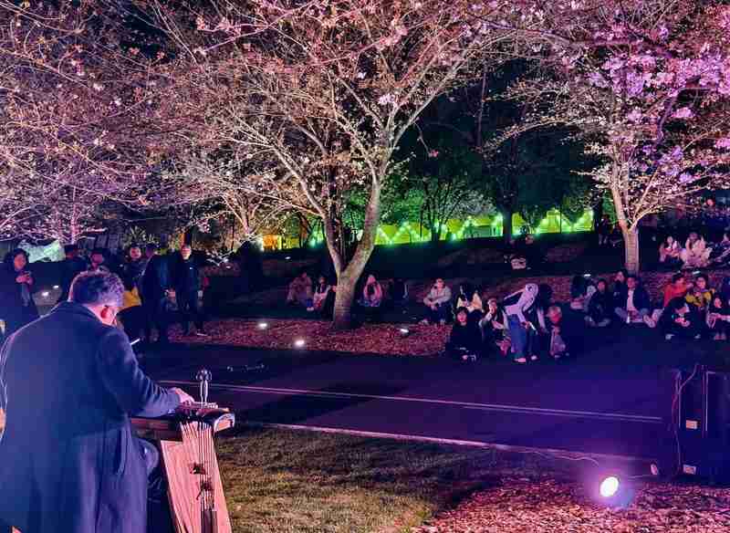 浪漫为何需要仪式感?解析夜樱经济背后的心理共鸣 文化旅游