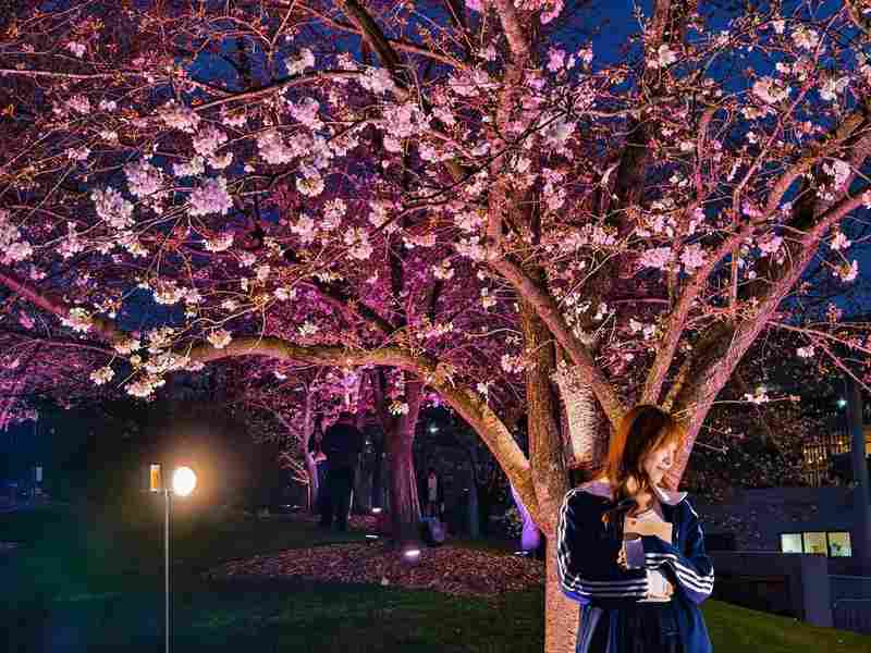 浪漫为何需要仪式感?解析夜樱经济背后的心理共鸣 文化旅游