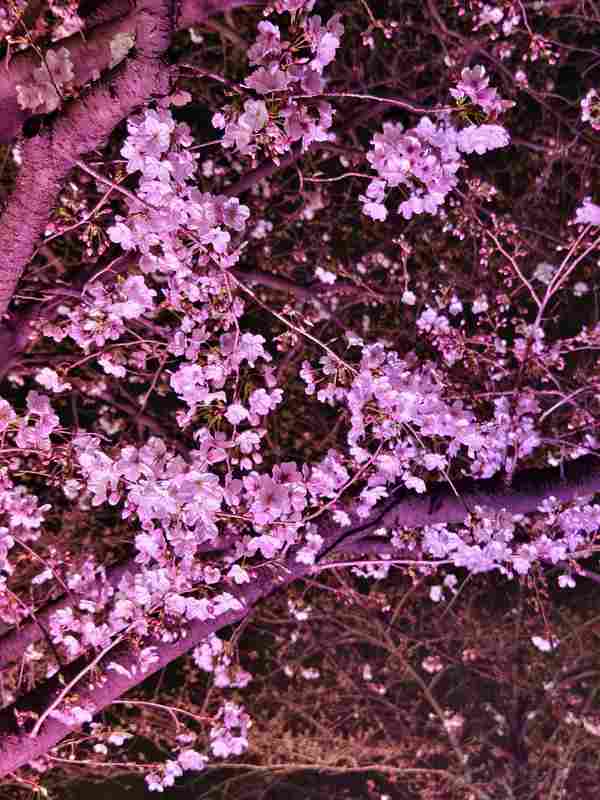 浪漫为何需要仪式感?解析夜樱经济背后的心理共鸣 文化旅游