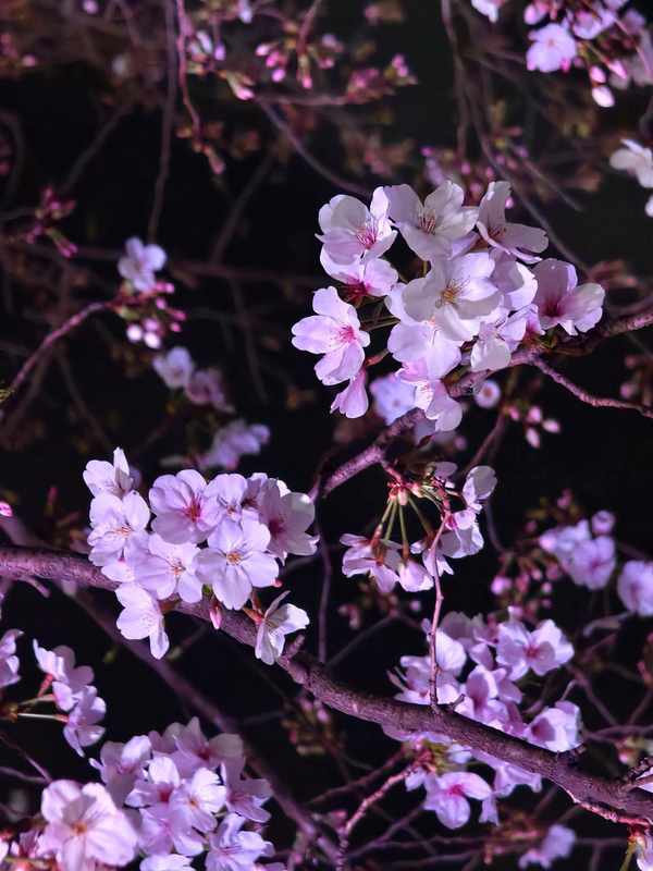 浪漫为何需要仪式感?解析夜樱经济背后的心理共鸣 文化旅游