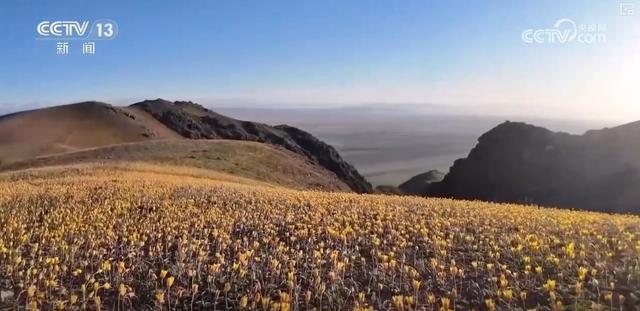  游子归乡路上的气候密码：一场关于南北花期的哲学思辨 文化旅游