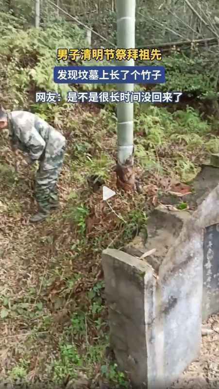  【民俗学观察】坟头生竹的文化隐喻与科学治理：跨越千年的丧葬禁忌深度解析 文化旅游