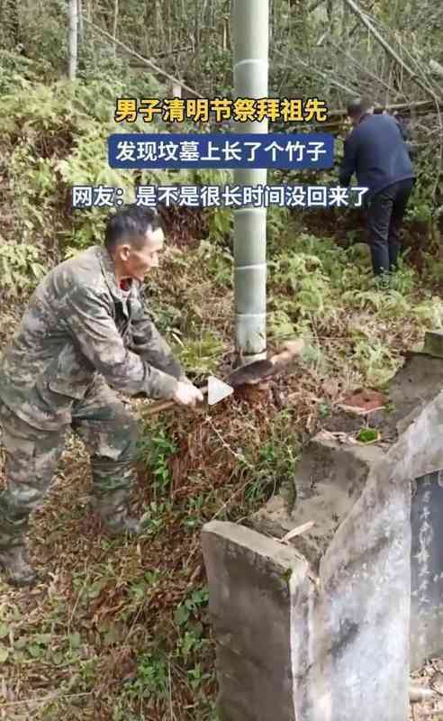  【民俗学观察】坟头生竹的文化隐喻与科学治理：跨越千年的丧葬禁忌深度解析 文化旅游