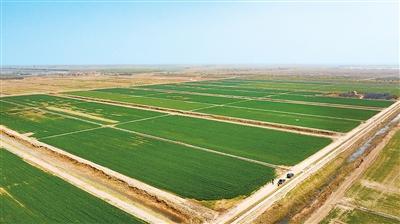 技术破局盐碱地：东营三百六十度综合治理方案与实践