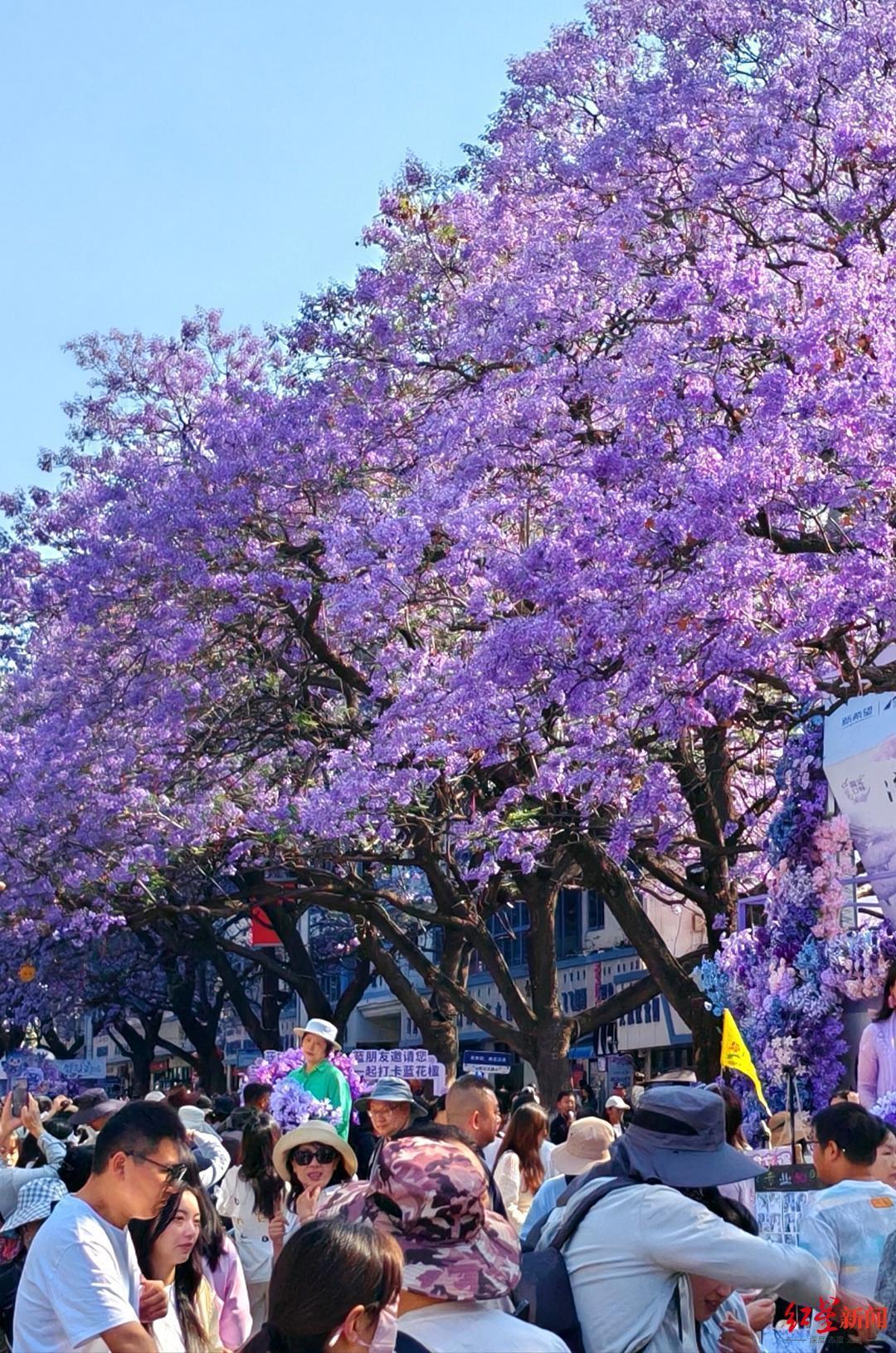  从600株到5万株：西昌蓝花楹三十年种植数据与技术演进全解析 文化旅游