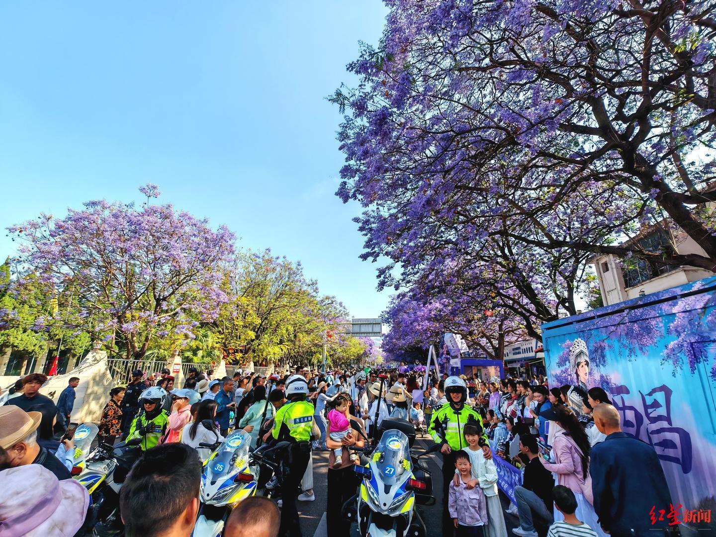 从600株到5万株：西昌蓝花楹三十年种植数据与技术演进全解析 文化旅游
