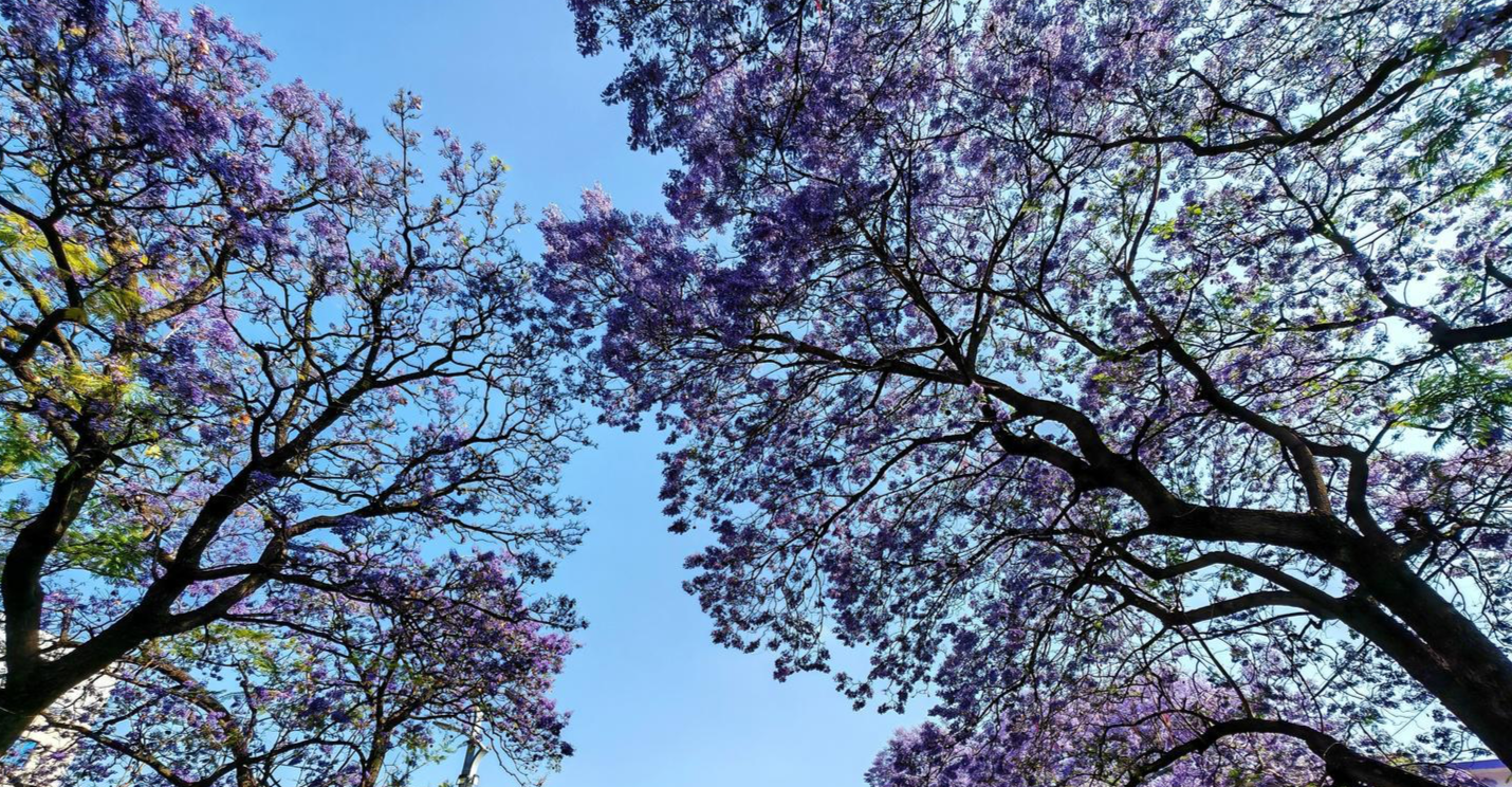  从600株到5万株：西昌蓝花楹三十年种植数据与技术演进全解析 文化旅游