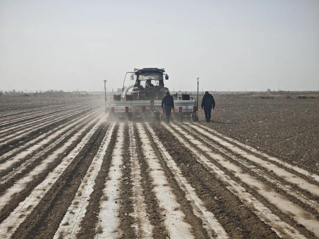  【技术深挖】北疆棉田播种三大隐患与四项关键参数全解析 新闻