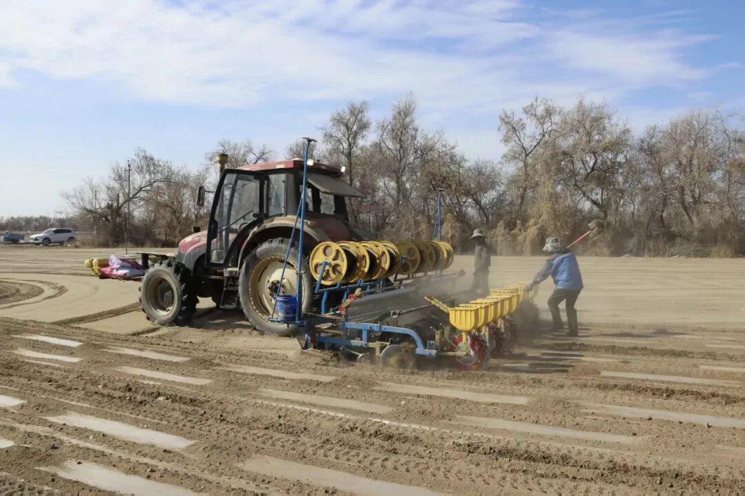  【技术深挖】北疆棉田播种三大隐患与四项关键参数全解析 新闻
