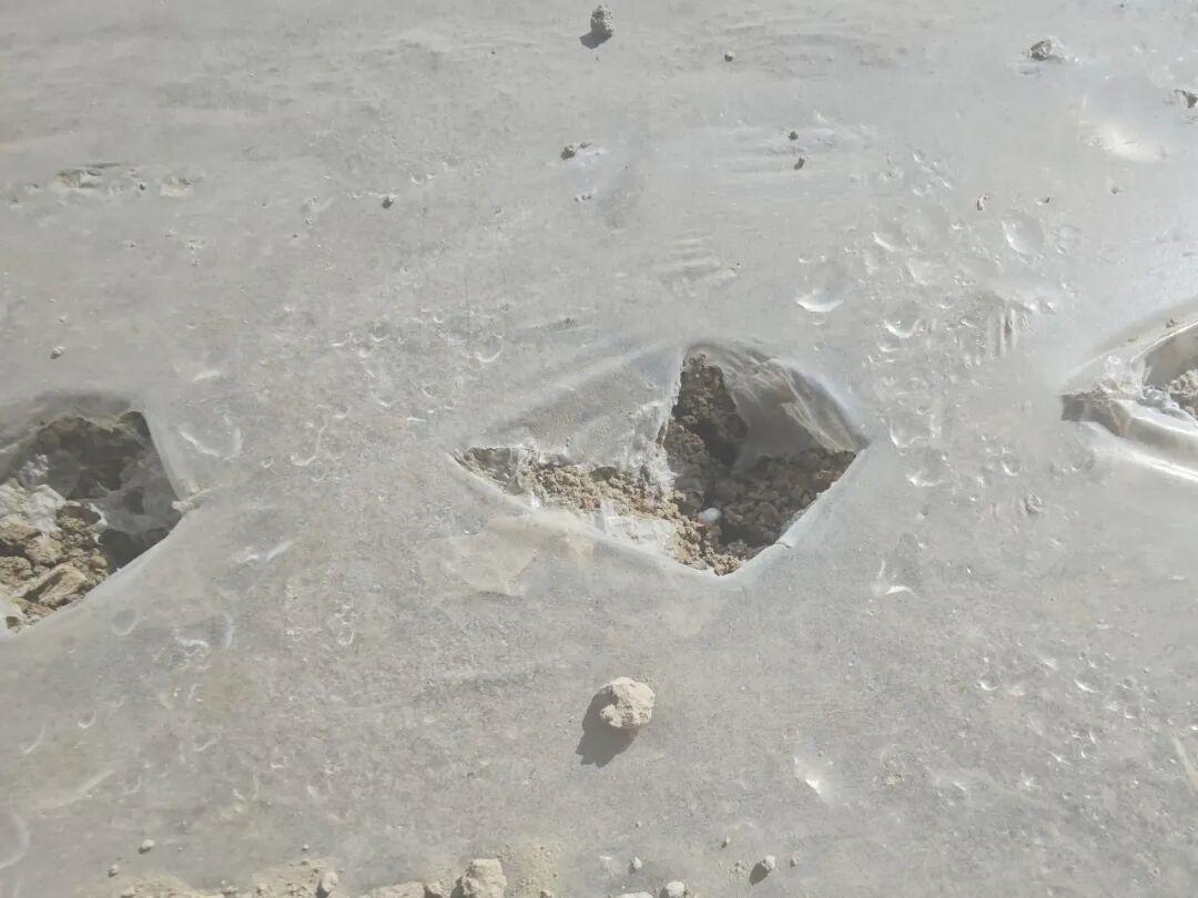  【技术深挖】北疆棉田播种三大隐患与四项关键参数全解析 新闻