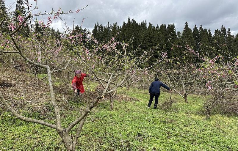  【技术解码】黄桃花开背后的精细化管护体系：从剪枝到品牌的全链路实践 新闻