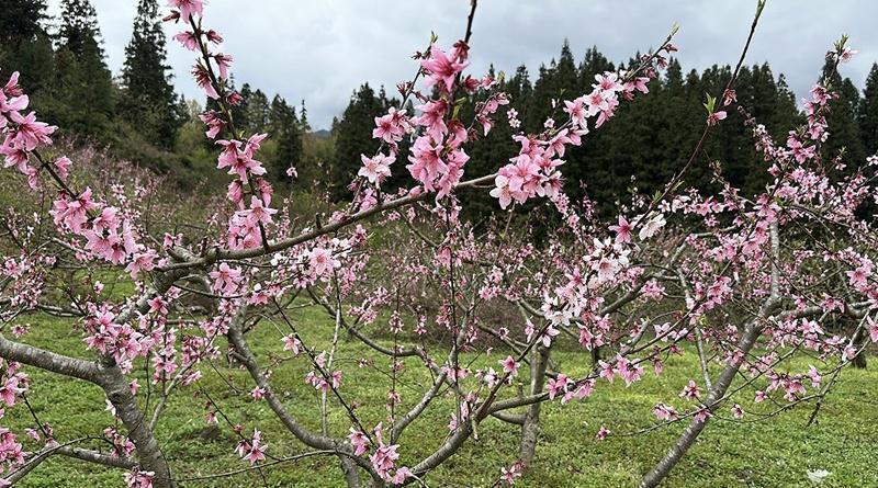  【技术解码】黄桃花开背后的精细化管护体系：从剪枝到品牌的全链路实践 新闻