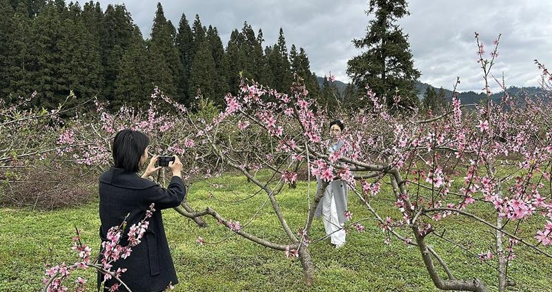  【技术解码】黄桃花开背后的精细化管护体系：从剪枝到品牌的全链路实践 新闻